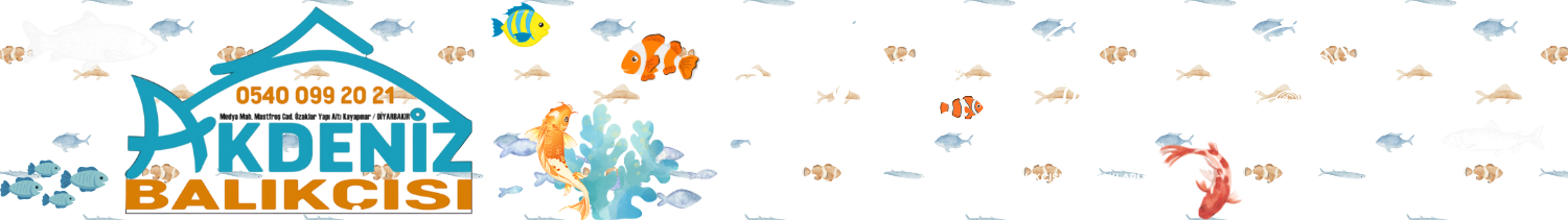 Akdeniz Balıkçısı