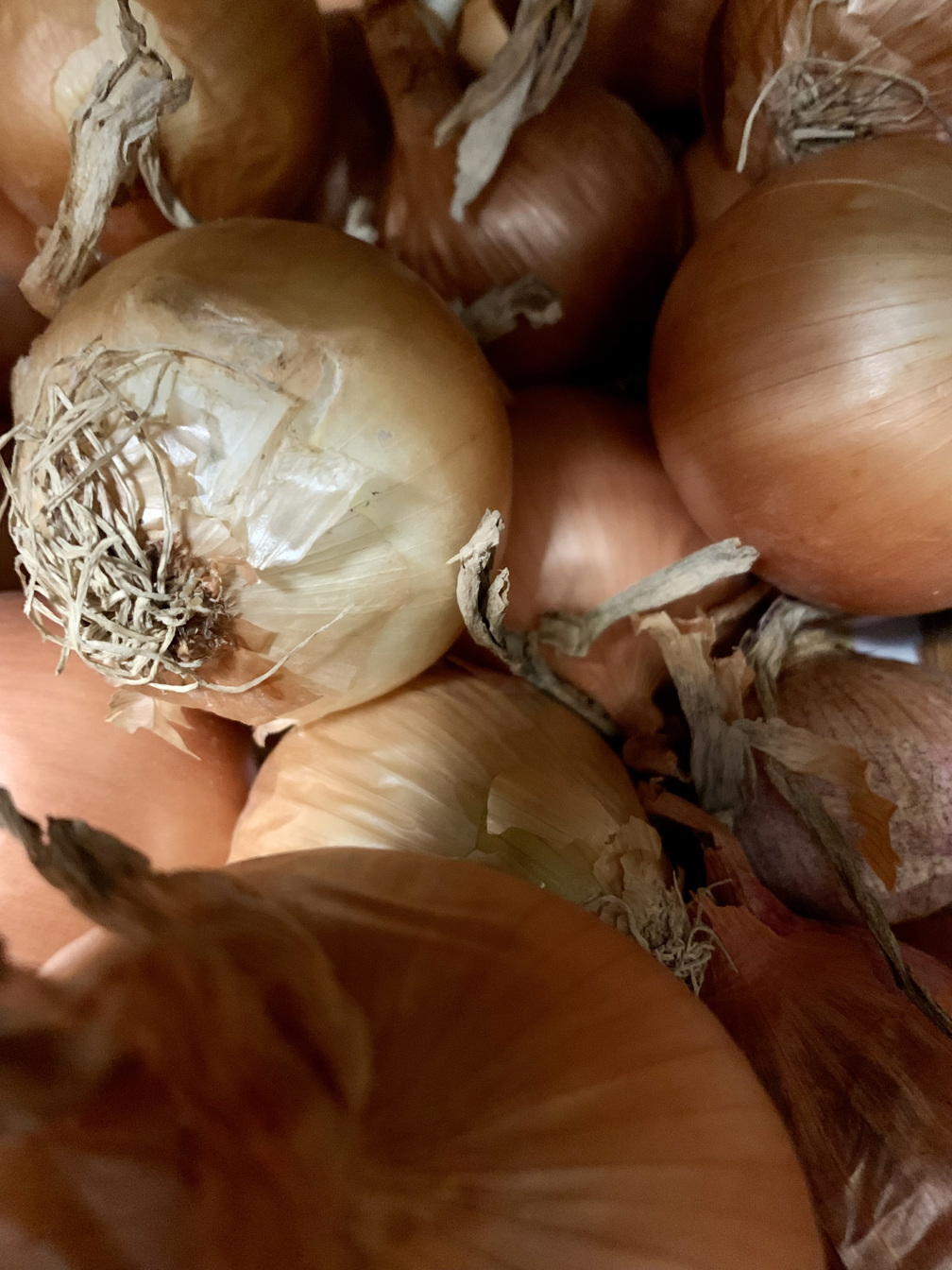 Yellow Onions - price per kilogram 