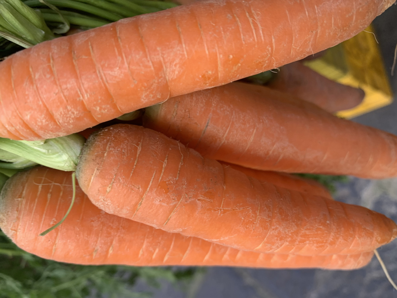 Carrots - price per kilogram 