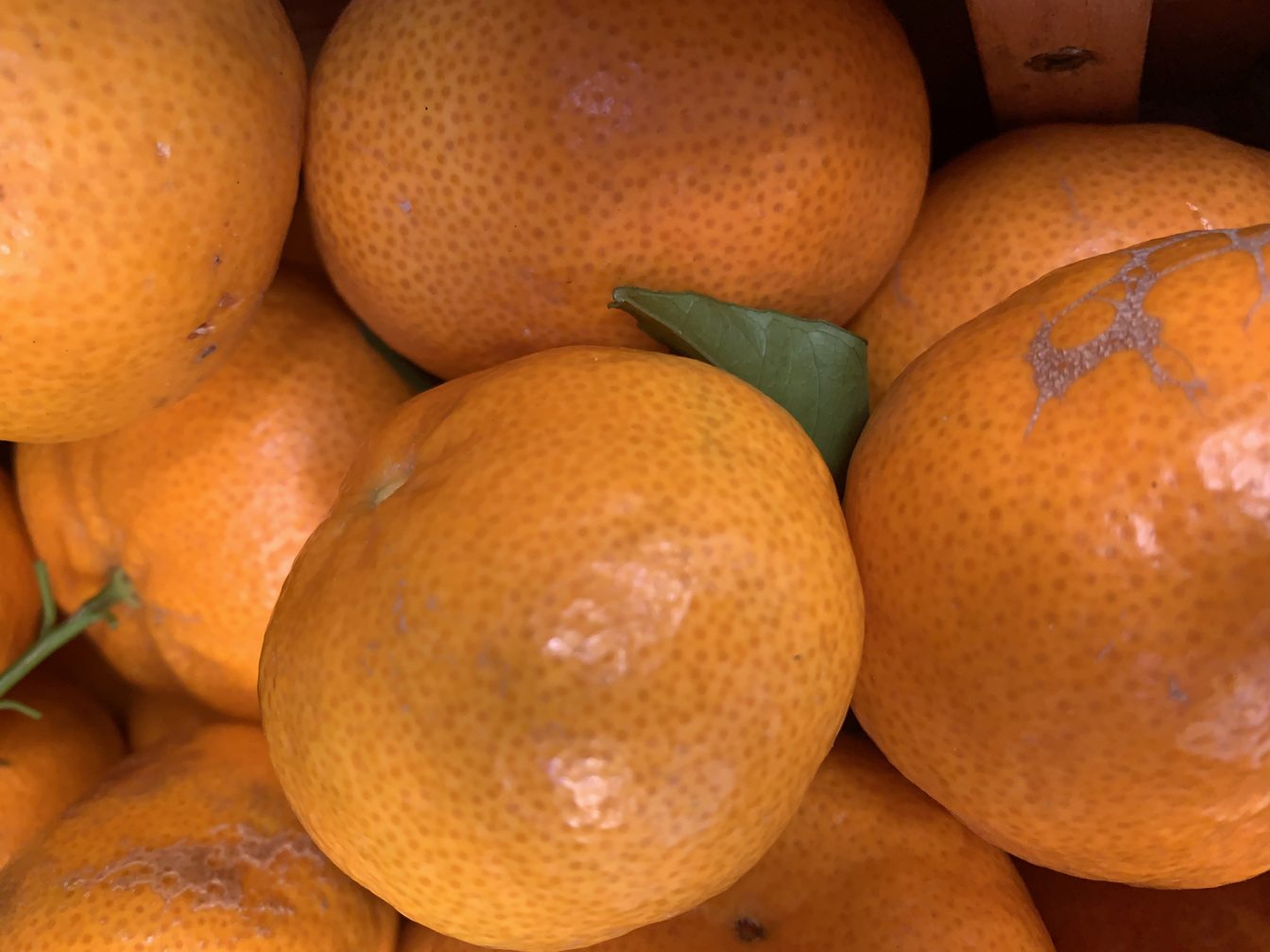 Tangerines - price per kilogram 