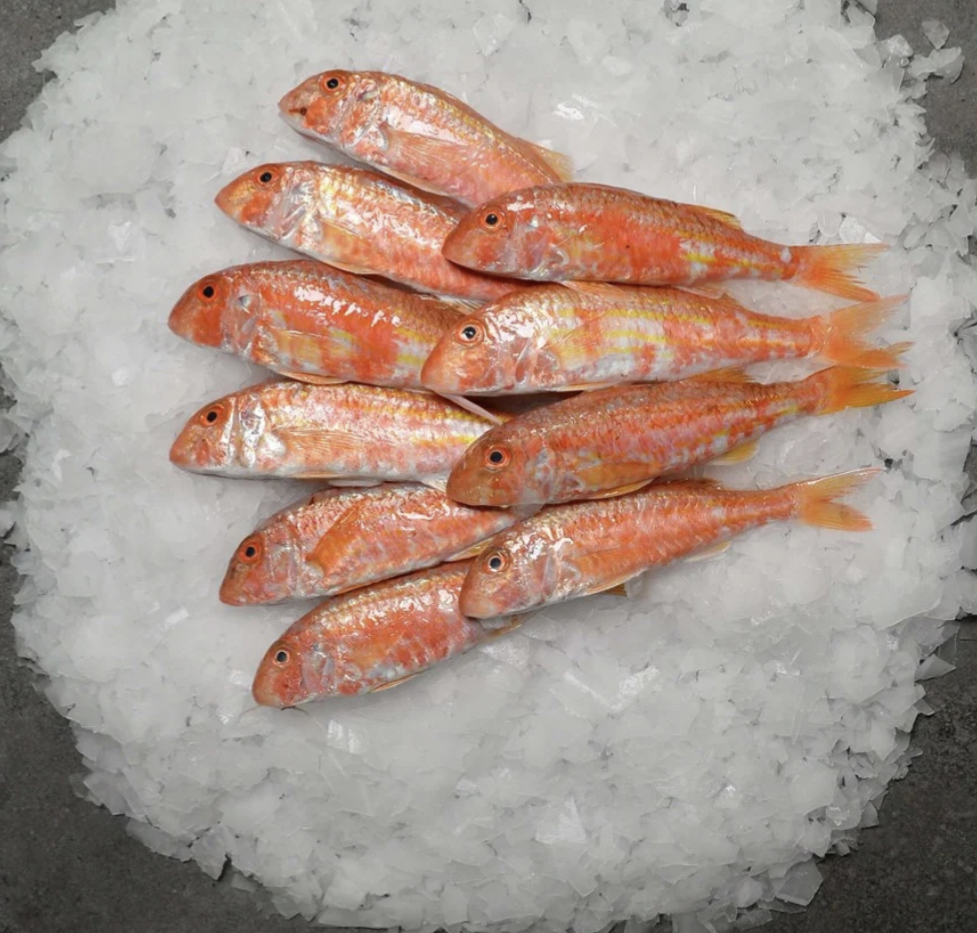Kaya Barbunu (kg.)