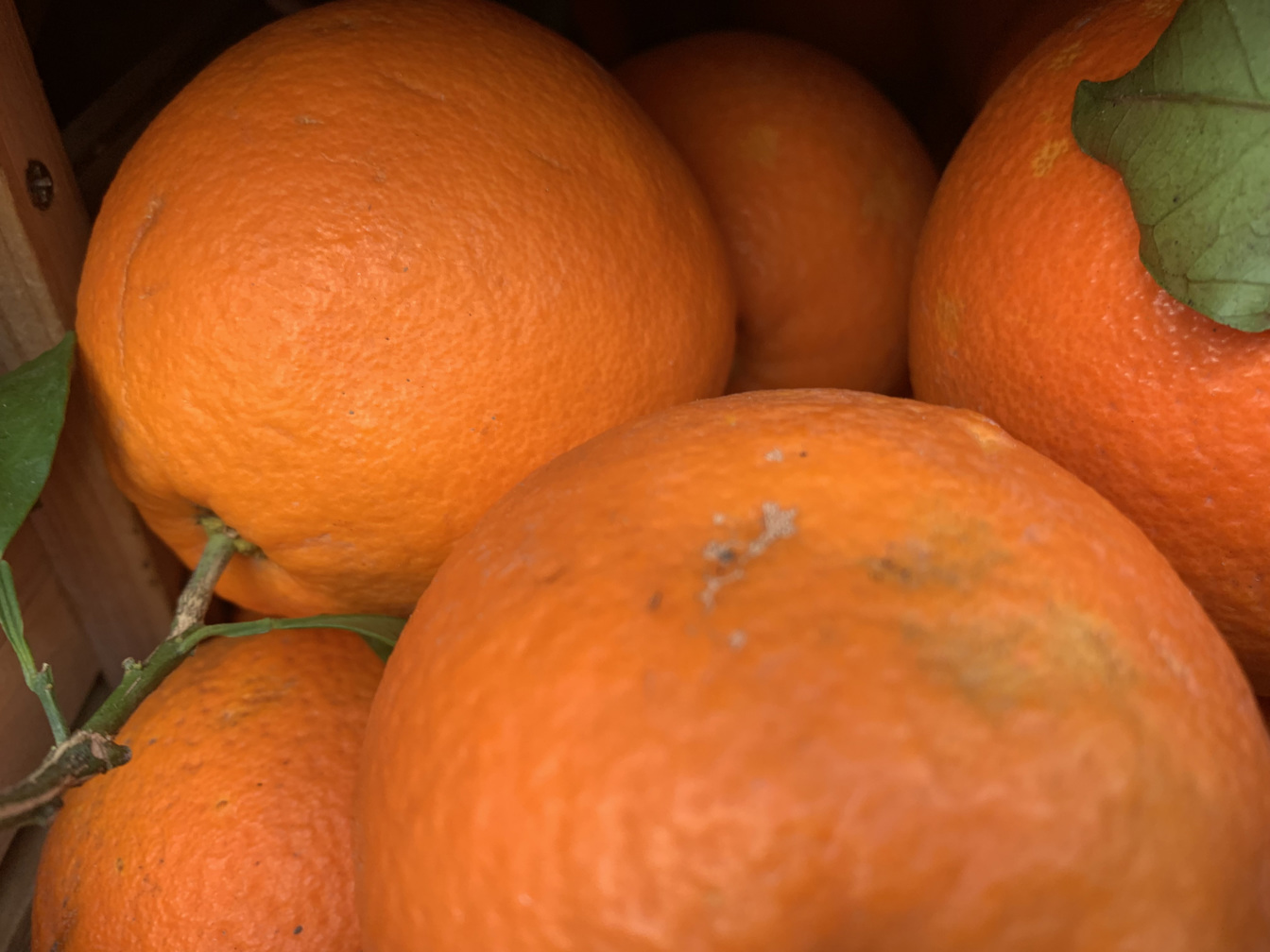 Oranges - price per kilogram 