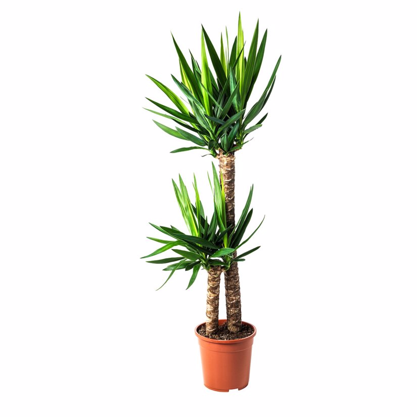 Çiftli Yucca Palm (170 cm)